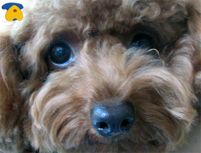 atlantoaxial_subluxation_puppy