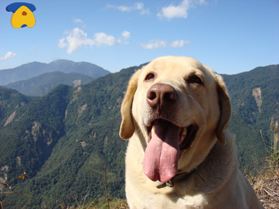 fatdog2