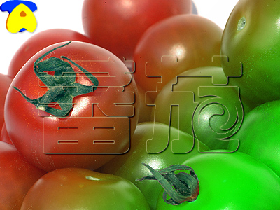 tomato01
