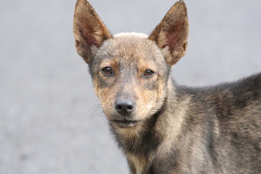 血尿 大敦寵物醫院